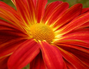 close-up of flower