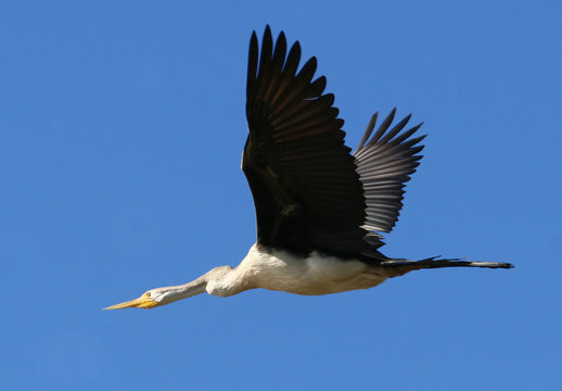 Heron In Flight