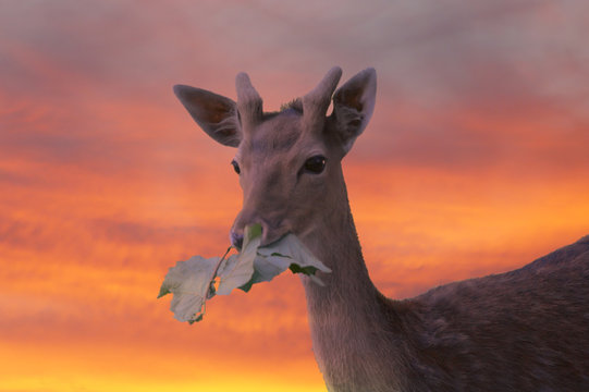 damhirsch in der abendd&auml;mmerung