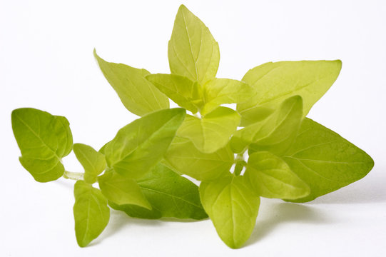 fresh oregano. herbs and spice