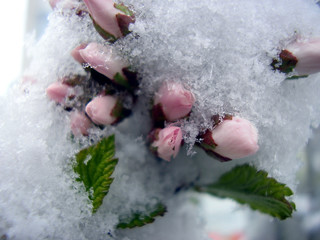 snowed cherry bloom