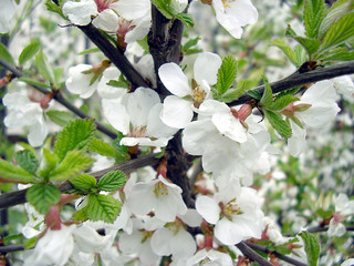 cherry bloom - sacura brother