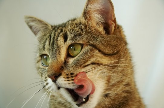 full cat