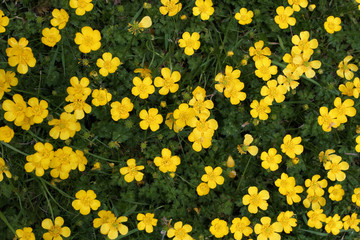 buttercups