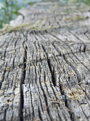 wood texture macro