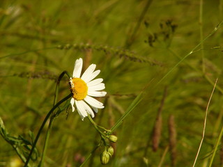daisy  in grass