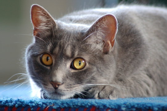 cat laying on floor