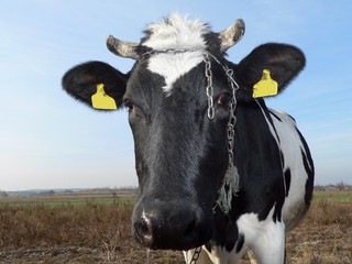 cow