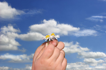 little daisies in little hands