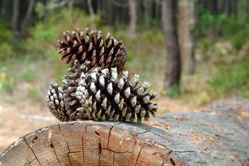 Naklejka na ściany i meble pine cone over trunk