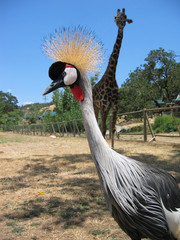  east african crowned crane