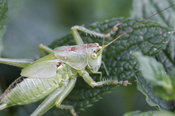 sauterelle verte