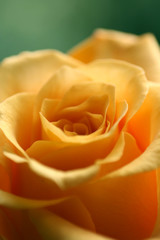 amorous rose