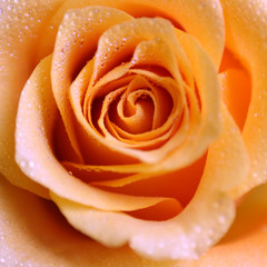 Fototapeta na wymiar zroszony róża