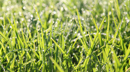 dewy grass