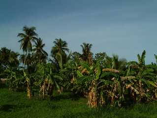 Fototapeta na wymiar vegetation, thailande