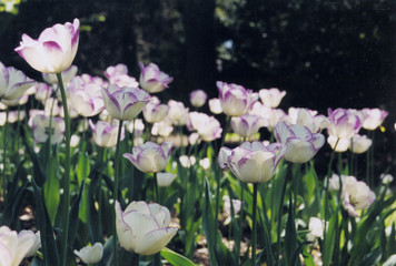 field of tulips