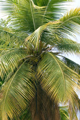 tropical symbol