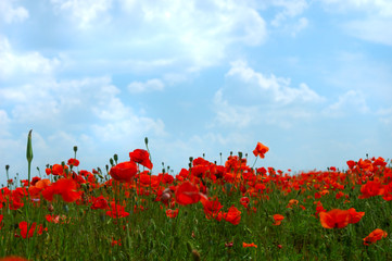 natural summer beauty