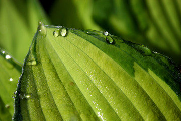 dew on leaves.