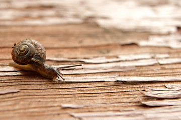 strolling snail speed