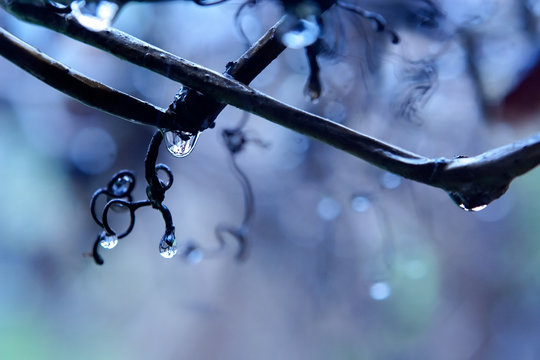 rain in a vineyard