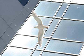 sea gull flying outside of a office building