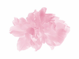 pink pastel tulip