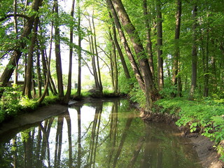 auenwald