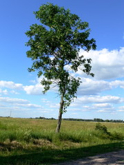 Fototapeta premium a lonely tree