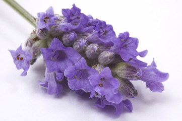 Naklejka premium perfume - lavender