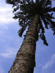 pine-tree growing