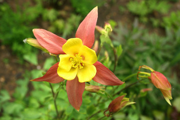 spring flowers in a garden.