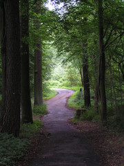 Obraz premium lüneburger waldweg