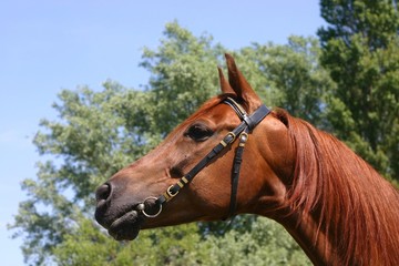 chestnut arabian