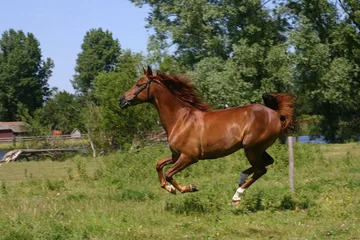 Vlies Fototapete Reiten running horse