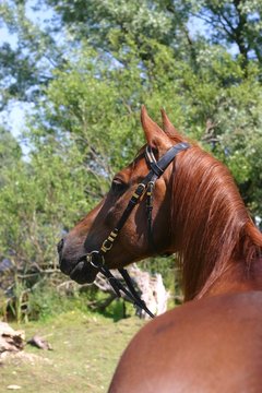 chestnut arabian horse