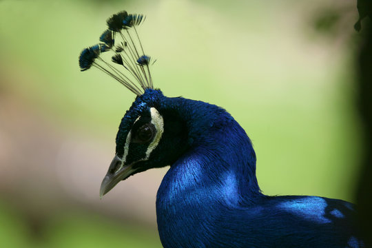 blauer pfau