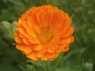 calendula