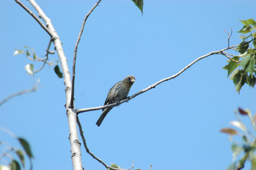 bird in a tree