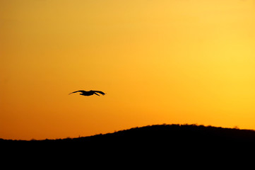 Fototapeta na wymiar pelican sunset glide