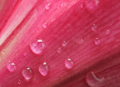 water drops on flower