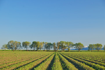 agricultural landscape