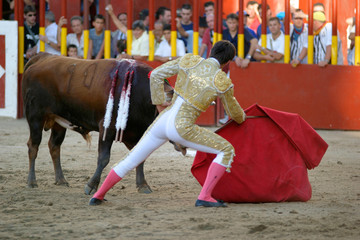 torero and bull