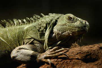lizard
