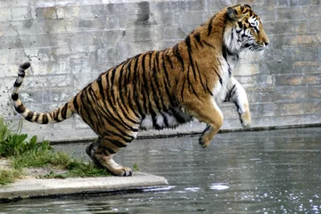 Papier Peint photo autocollant Tigre tigre