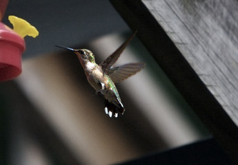 hummingbird