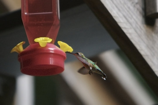 hummingbird