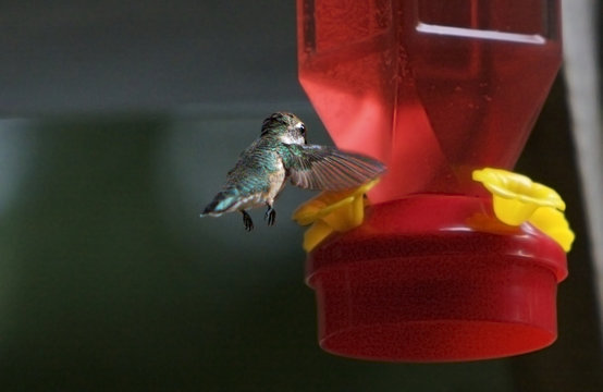 hummingbird