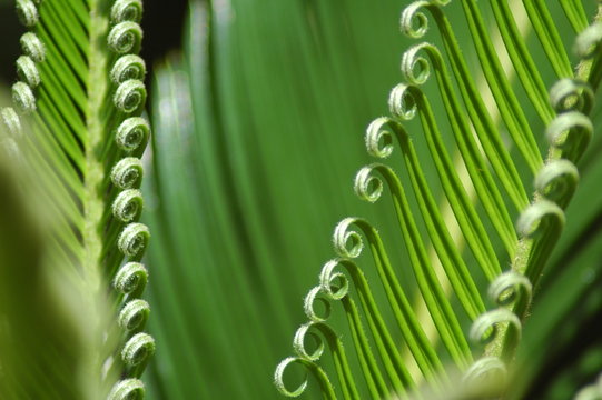 green curls